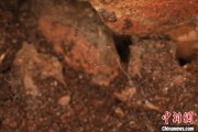 起卦在线江西发现蜘蛛新物种 为研究呵叻蛛属适应区域提供依据